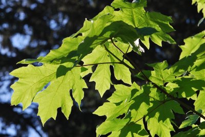 Acer macrophyllum - javor velkolistý - listy (59)
